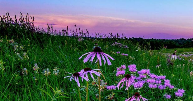 Perennial Polycultures: Sustainable, Edible Landscapes
