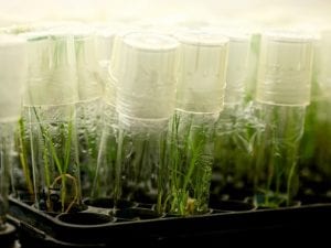 Hybrid Wheat