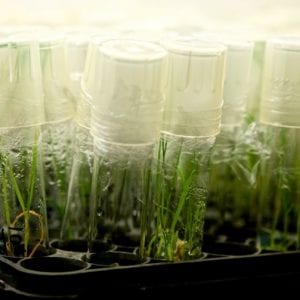 Hybrid Wheat