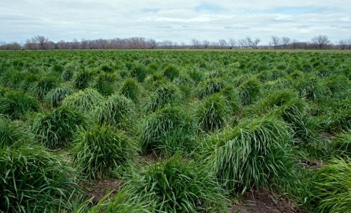 Kernza Perennial Wheat Stands