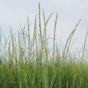 Kernza Plants in the Field