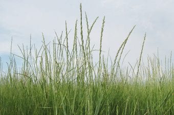 Kernza Plants in the Field