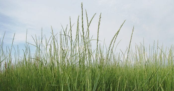 Kernza Plants in the Field