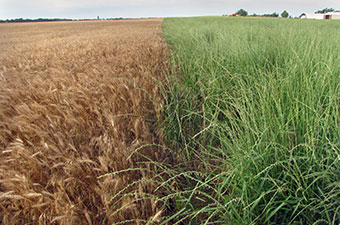 Kernza Perennial Wheat & Annual Wheat