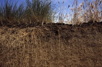 Long Perennial Roots in Soil