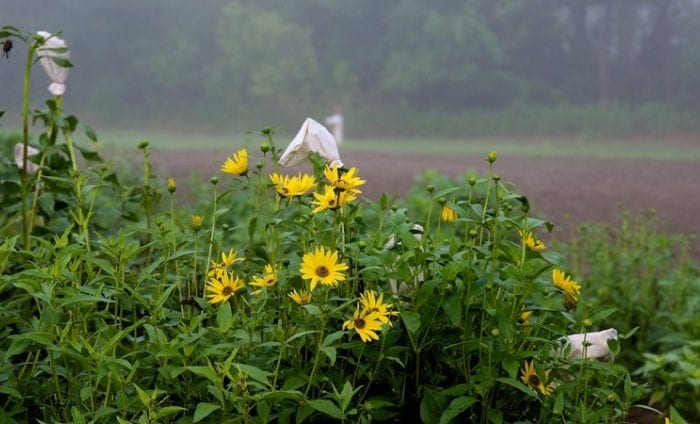 Silphium Plants in the Field