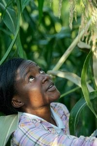 Perennial Sorghum Land Institute Scientist Pheonah Nabukalu