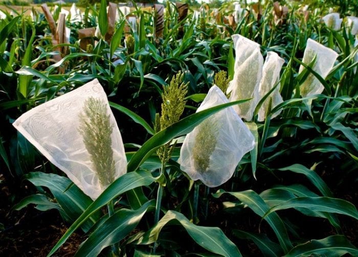 Sorghum Heads in Bags