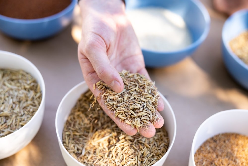 Evaluating the quality characteristics of intermediate wheatgrass grown in the Canadian prairies