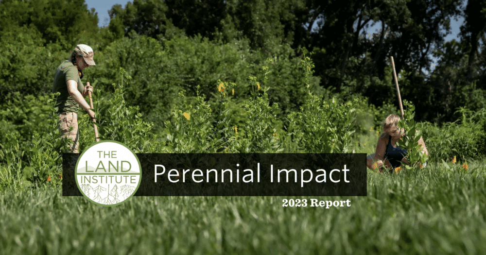 Insights and Research to Develop High-Yielding Perennial Grains