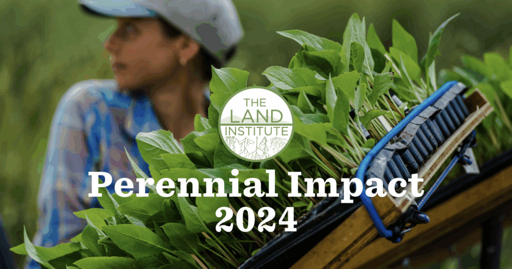 2024 Perennial Impact Report