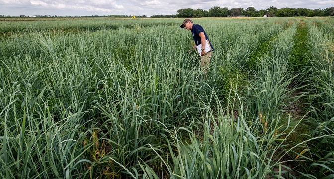 Energy, water and carbon exchange over a perennial Kernza wheatgrass crop