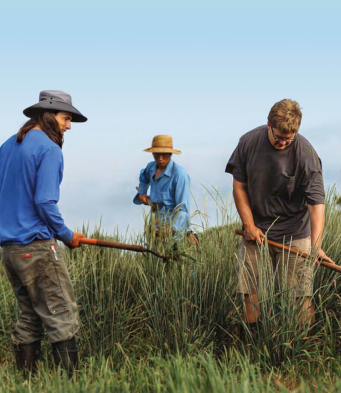 Three people working in the perennial field.