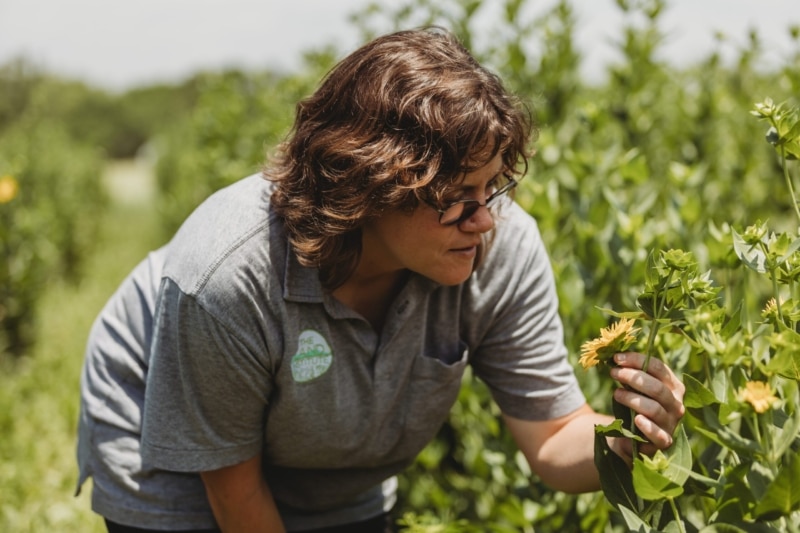 Worker of the Land Institute checking on the perennial sunflowers