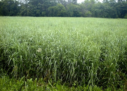 Intermediate wheatgrass excludes weeds