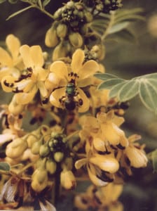 Size structure and seed yield over 4 years in an experimental Cassia marilandica (Leguminosae) population