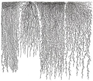 Living Nets in a New Prairie Sea