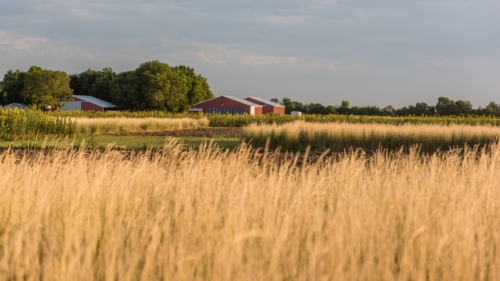 At The 72, one of The Land Institute's plant breeding fields