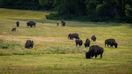 Bison graze on a prairie that is part of The Land Institute