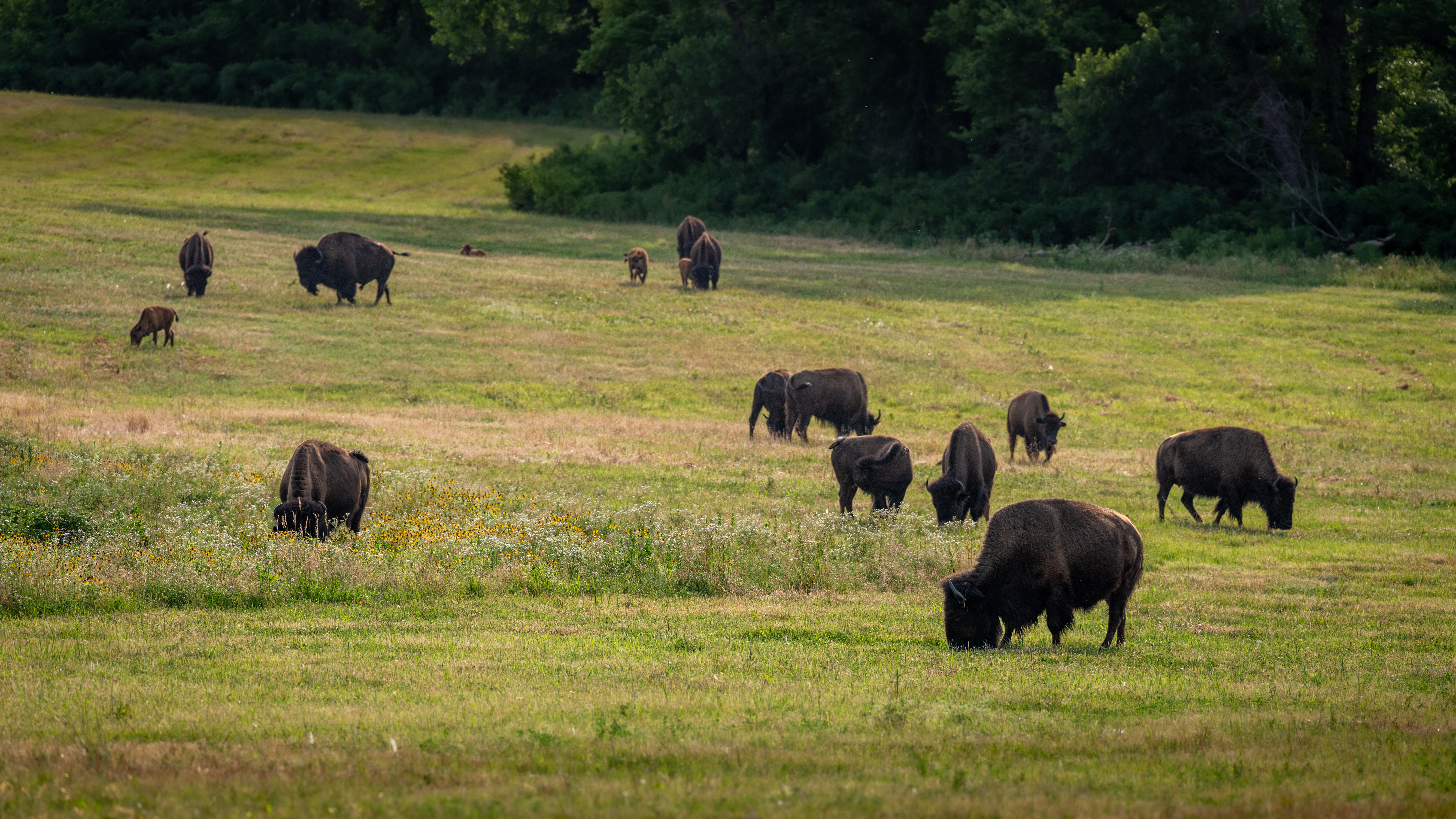 Bison graze on a prairie that is part of The Land Institute