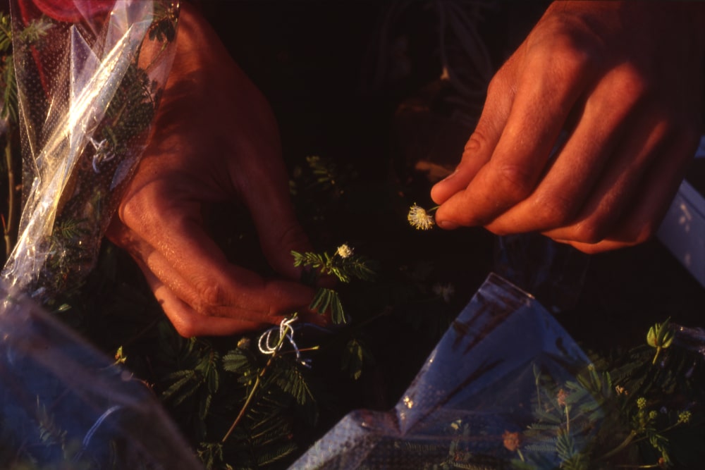 Illinois Bundleflower: Prospects For A Perennial Seed Crop