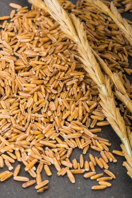 Kernza Grain