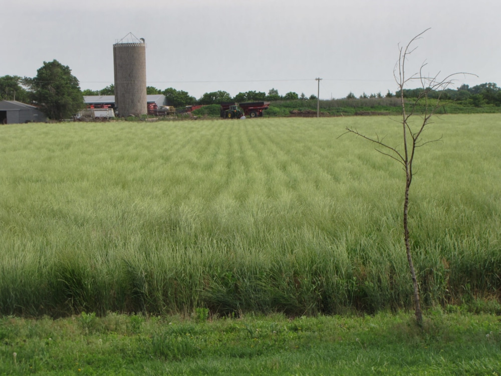 Genetic Constitution and Variability in Synthetic Populations of Intermediate Wheatgrass, an Out-crossing Perennial Grain Crop