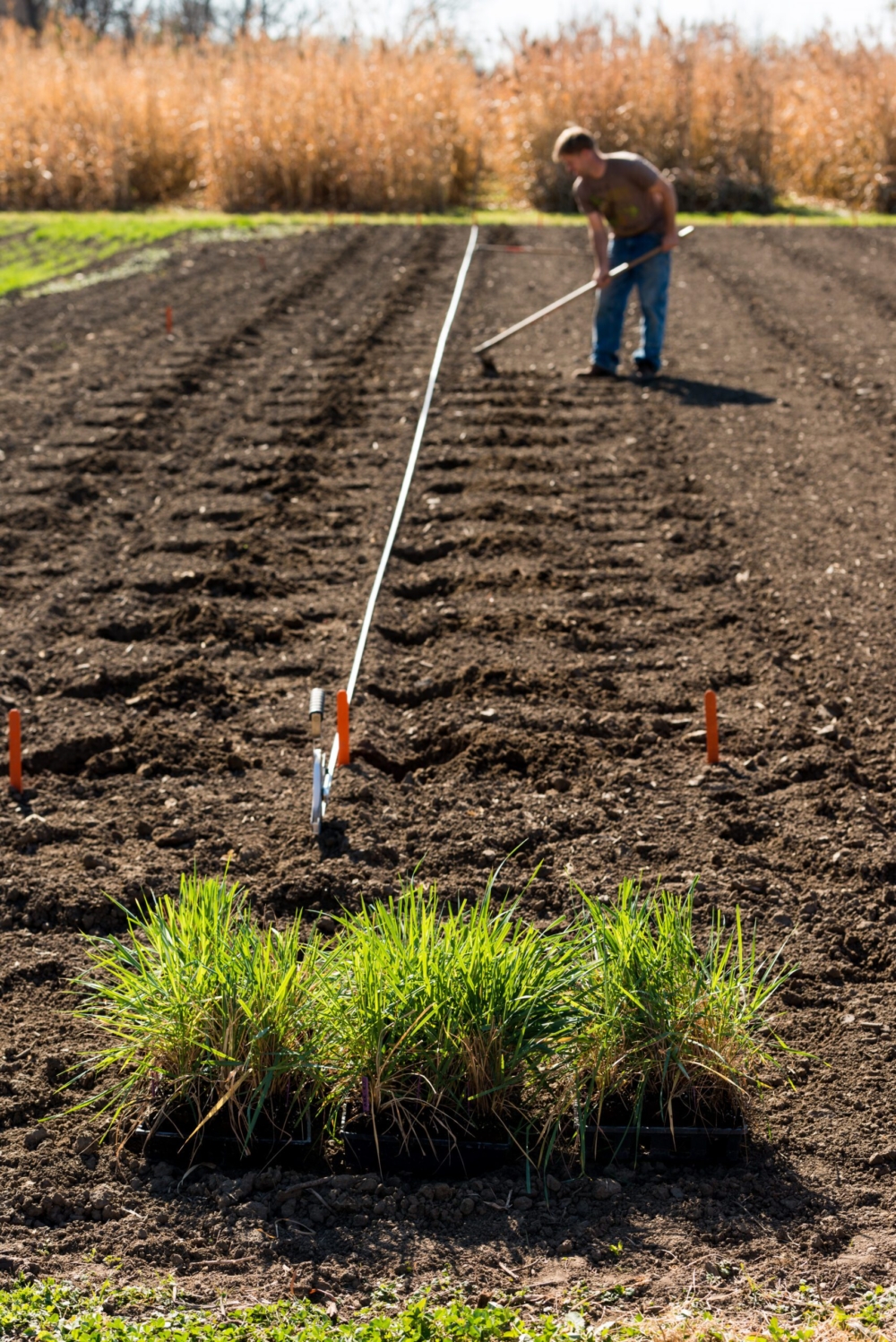 Exploring the Linkages Between Soil and Human Health