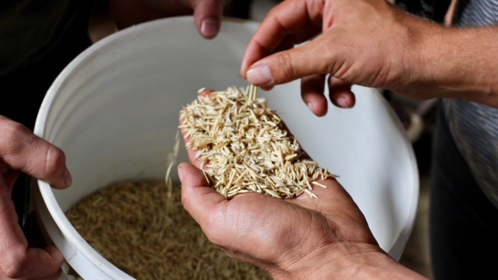 Crop Stewardship: Perennial Grains from Promise to Plates