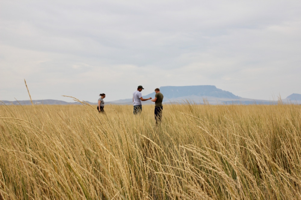 Collaboration supports Kernza’s growth on farms and in new products