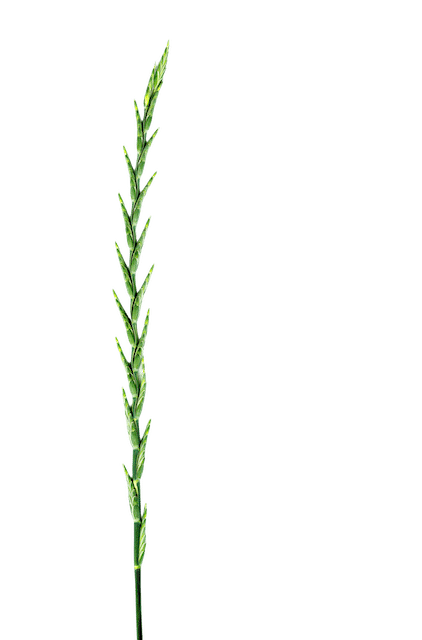 Kernza, perennial crop