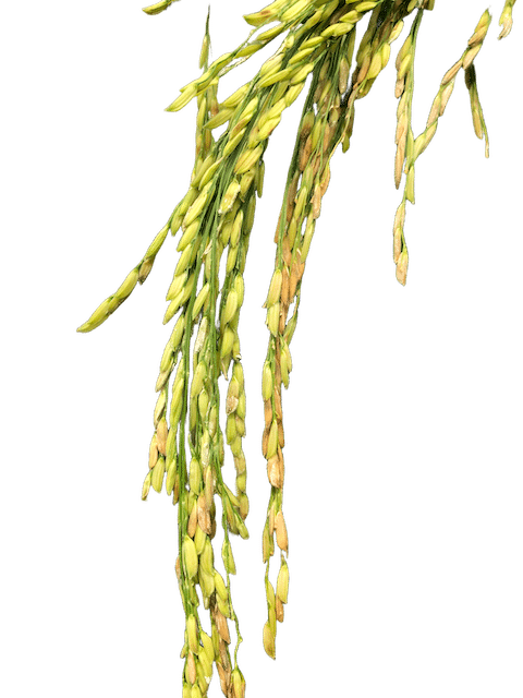 Perennial Rice