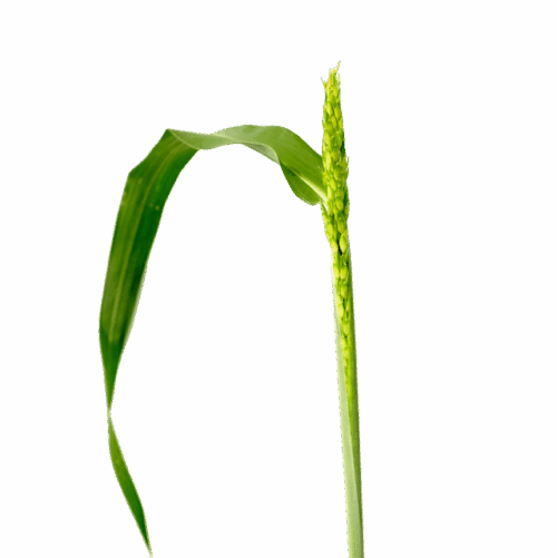Perennial Sorghum