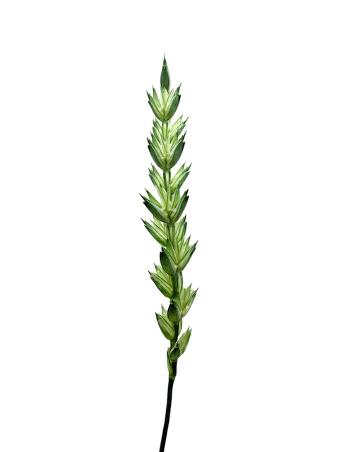Perennial Wheat