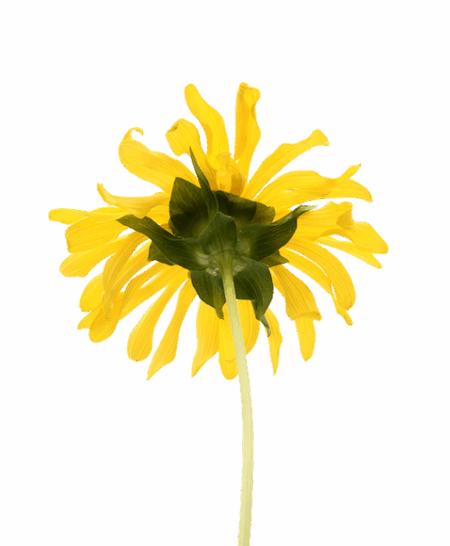 Perennial Silflower