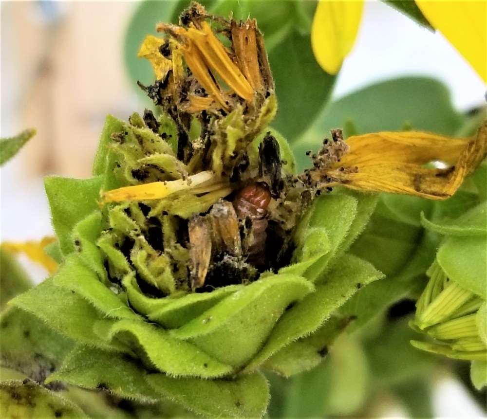 Assessing effective mechanical and chemical strategies for managing Eucosma giganteana (Lepidoptera: Tortricidae) in the perennial oilseed crop, Silphium integrifolium (Asteraceae: Heliantheae)