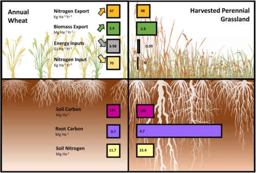 Gourmet grasslands: Harvesting a perennial future