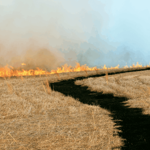 The field of dry grass is burning.