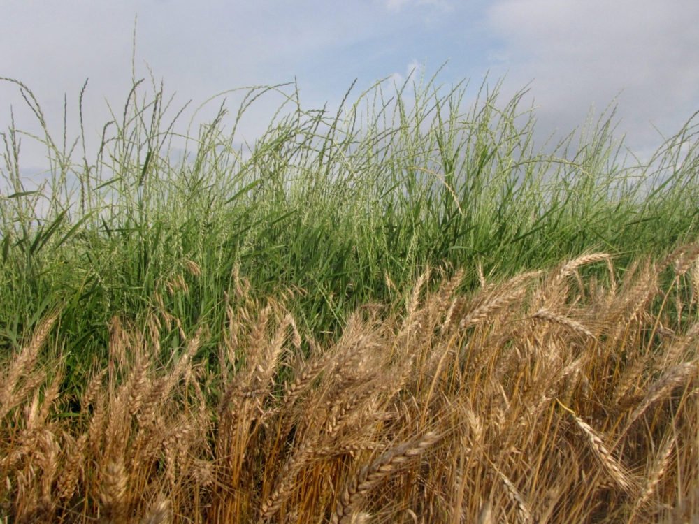 Comparative life cycle assessment of perennial and annual crop production: impact of farming systems and management practices
