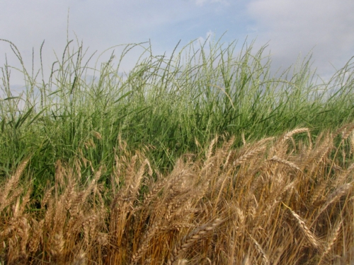 A field of perennial crops