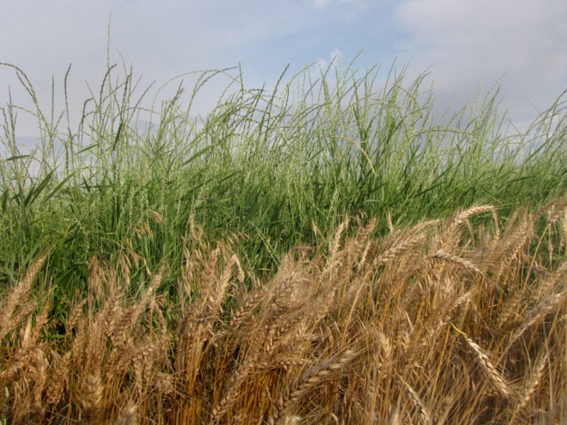 A field of perennial crops
