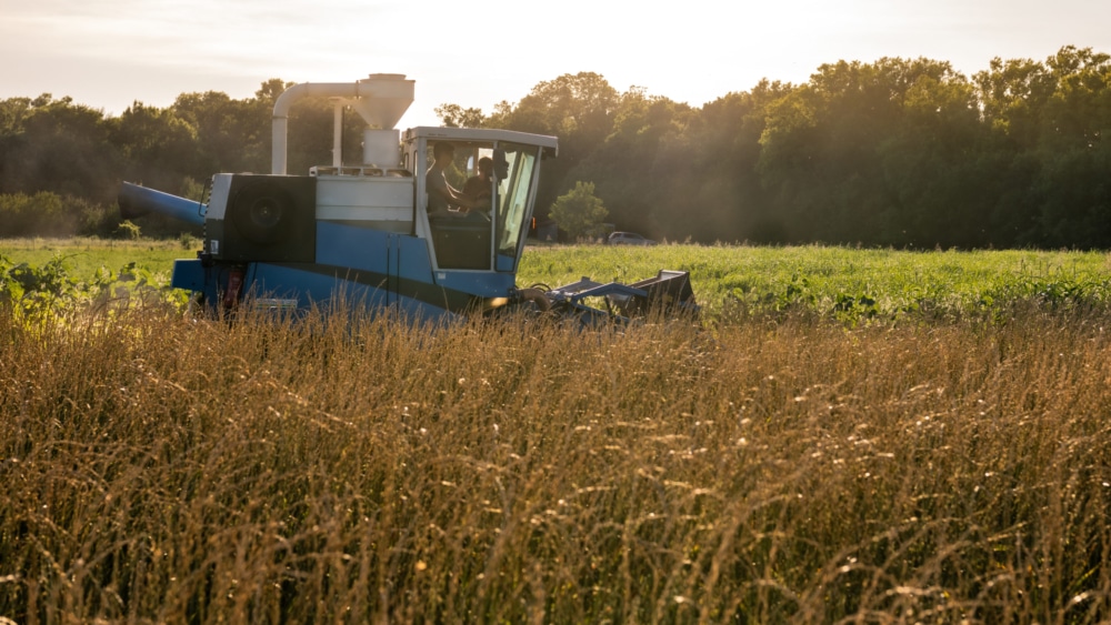 Philanthropic Funding Ignites Promising Carbon Sequestration Modeling and Perennial Grain Development to Mitigate Climate Change