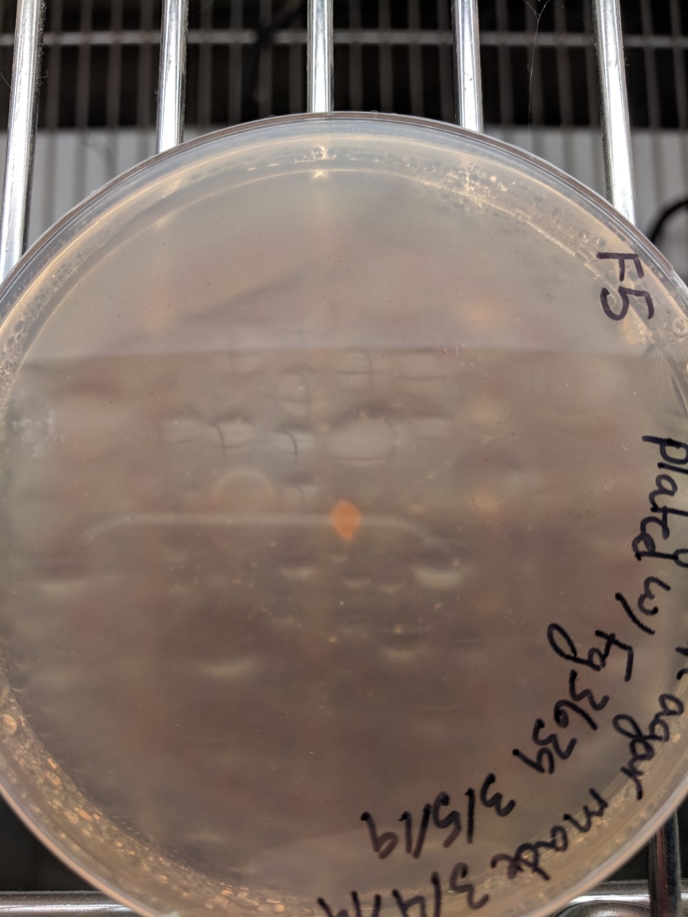 Characterization of Genetic Resistance to Fusarium Head Blight and Bacterial Leaf Streak in Intermediate Wheatgrass (<i>Thinopyrum intermedium</i>)
