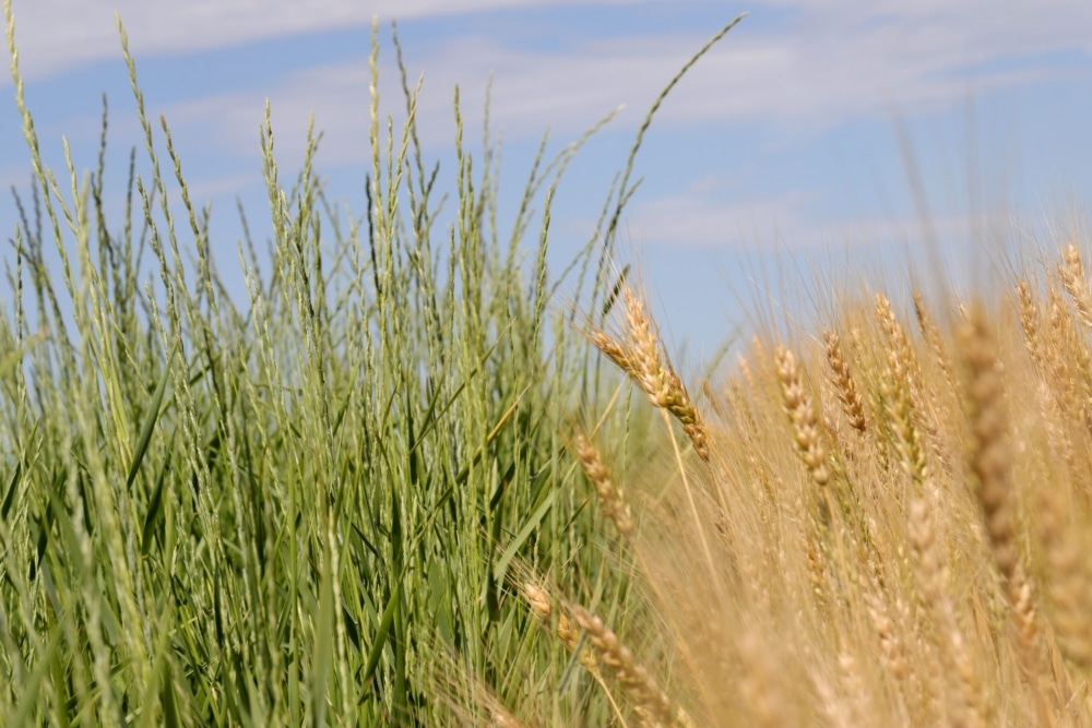 Side by side modern wheat and perennial wheatgrass