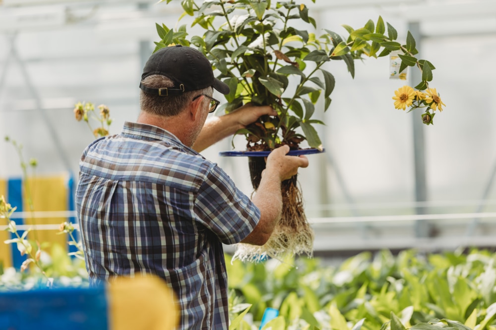 Man planting Silphium, a perennial sunflower