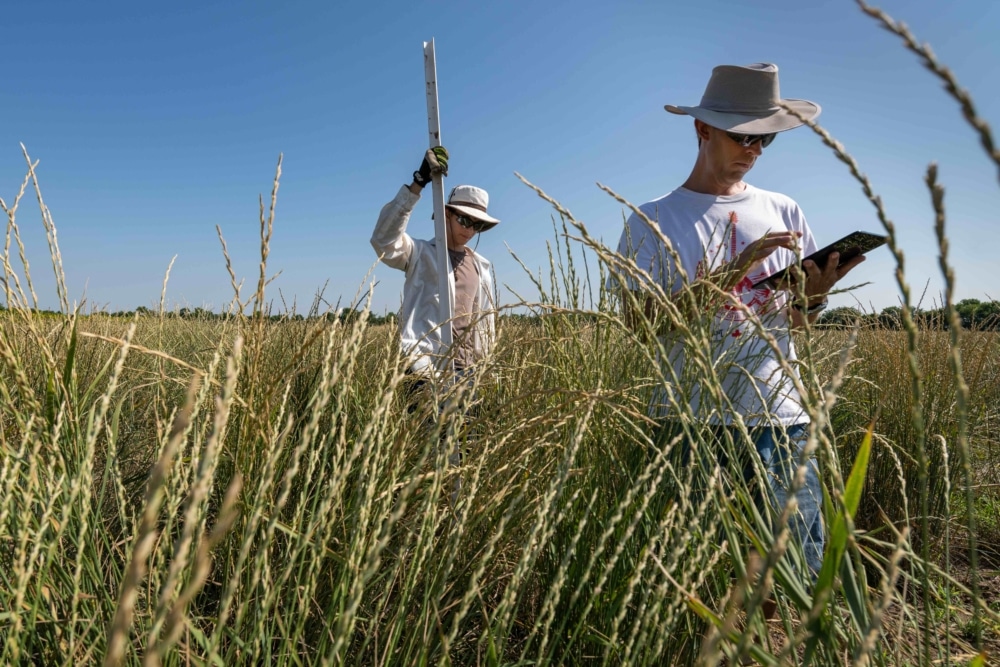 Two man walking through a field of perennial wheatgrass