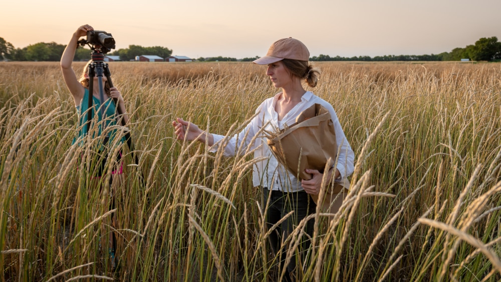 Anna Andersson examines perennial wheat while a video camera rolls.