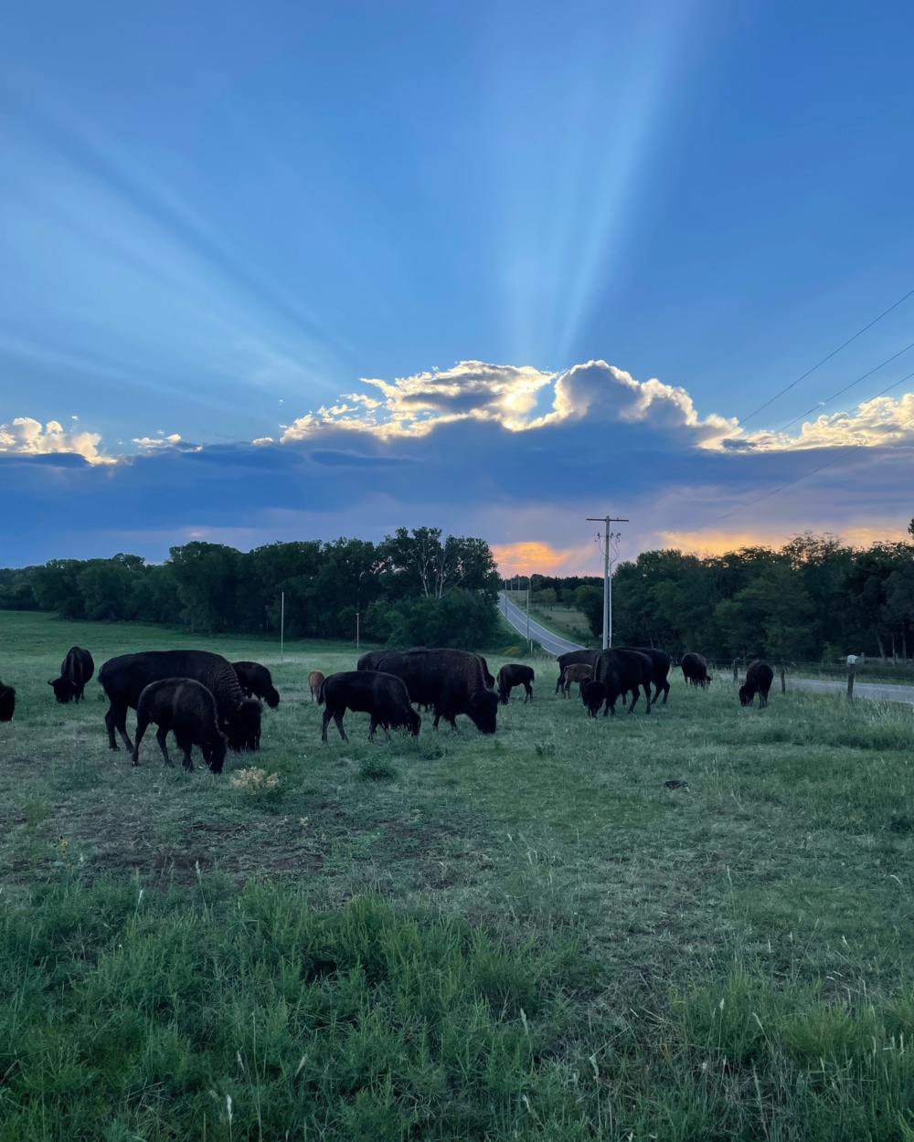 Bison grazing on one of the TLI fields