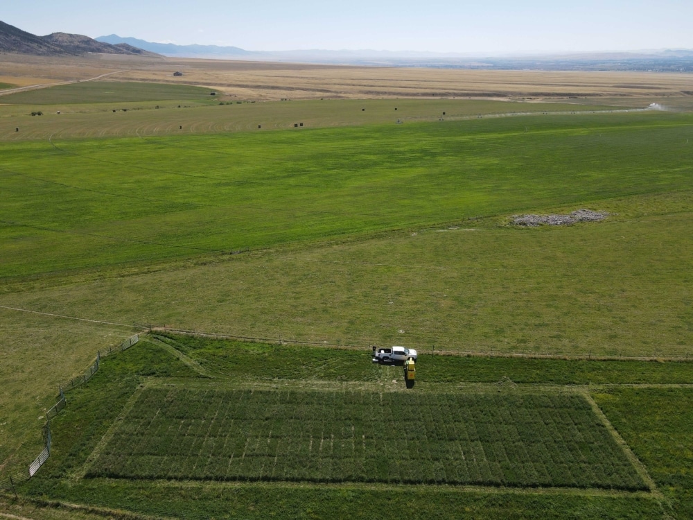 Aerial view of the Sainfoin breeding plots