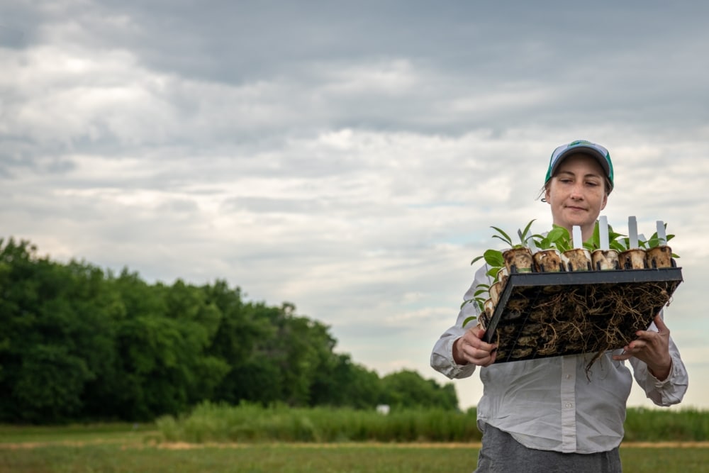 Kathryn Turner carries a tray of silphium plants to a field for transplanting.